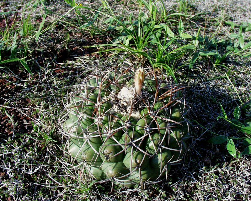 the biggest plant with a diameter of 240 mm