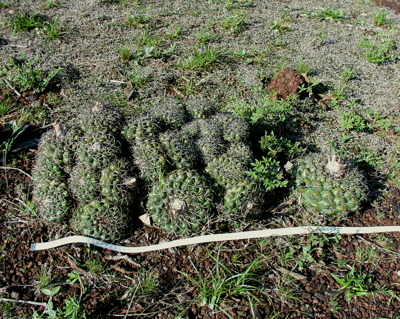 Groe Gruppe Discocactus boliviensis