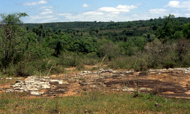 Habitat in der nhe von Chololo, an groen Sandsteinplatten ist die Art zu finden