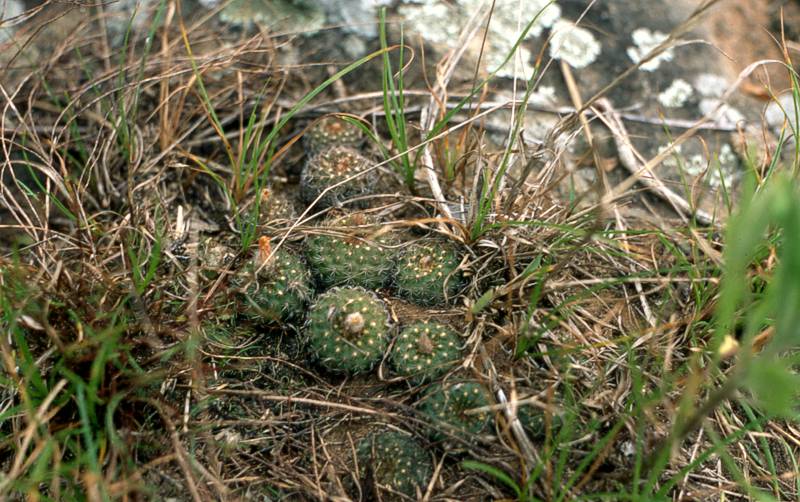 Near Ita Moroti F. friedrichii can be found together with F. cataphracta var. duchii