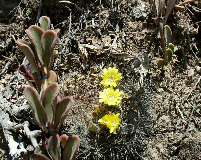 VoS 78b northernmost habitat of the genus Weingartia