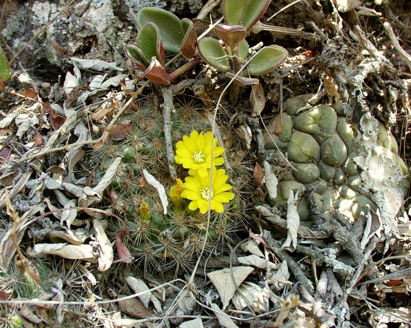 Unlike W. neocumingii, these plants have finer thorns. They often grow in company of Gymnocalycium zegarrae