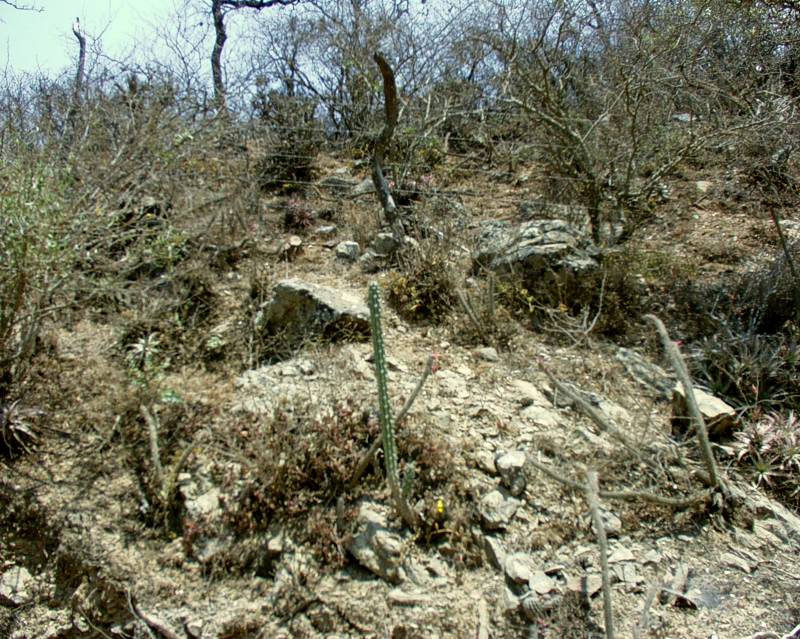 Habitat VoS 79a north of Pulquina Dept. Santa Cruz, Bolivia