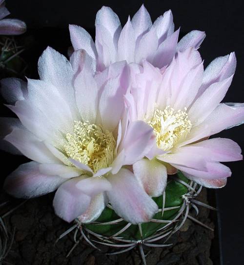 Gymnocalycium monvillei subsp. achirasense var. kainradliae GN 90-270