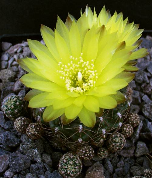 Gymnocalycium andreae var. fechseri