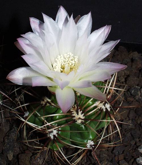 Gymnocalycium monvillei subsp. achirasense var. chacrasense GN 88-117