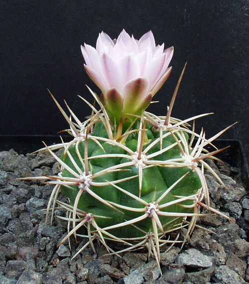 Gymnocalycium monvillei subsp. achirasense var. echinatum GN 143-364