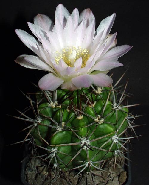 Gymnocalycium monvillei subsp. achirasense var. orientale JPR 92-102/242