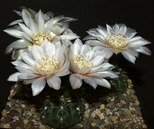 Gymnocalycium amerhauseri STO 229