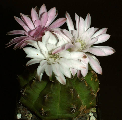 Gymnocalycium anisitsii