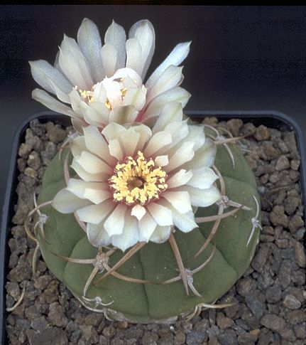 Gymnocalycium bayerianum