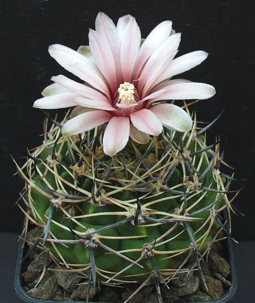 Gymnocalycium bicolor