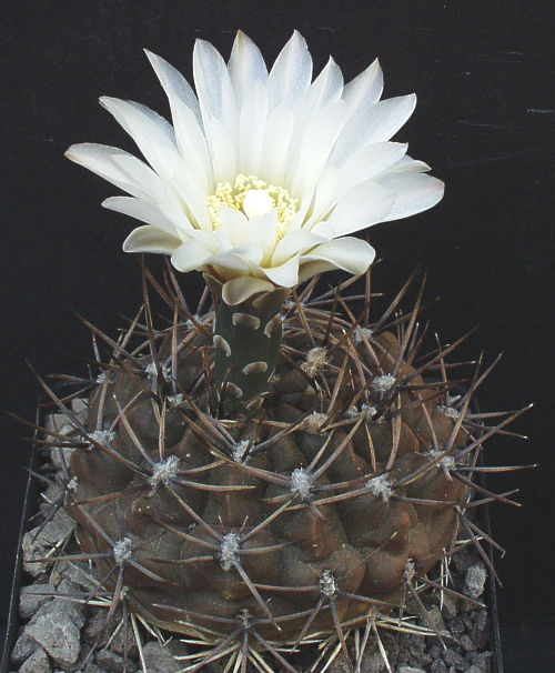 Gymnocalycium brachypetalum