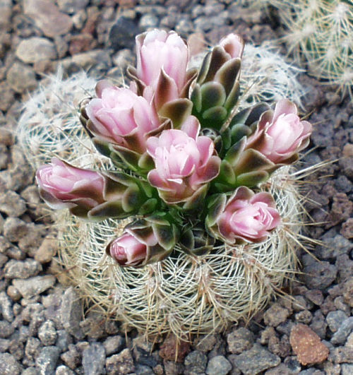 Gymnocalycium bruchii