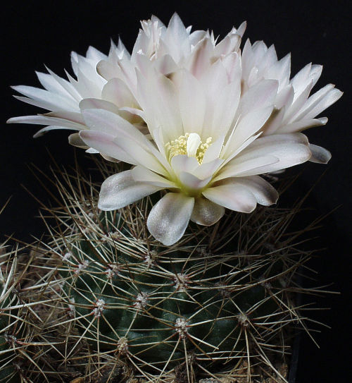 Gymnocalycium bruchii var. spinosissimum (Haage n. inval.)