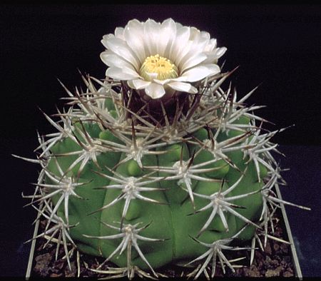 Gymnocalycium castellanosii