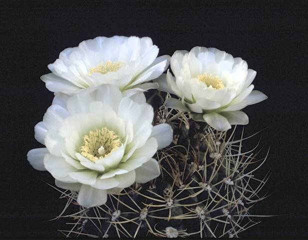 Gymnocalycium deeszianum