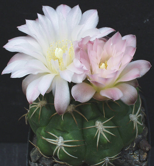 Gymnocalycium denudatum