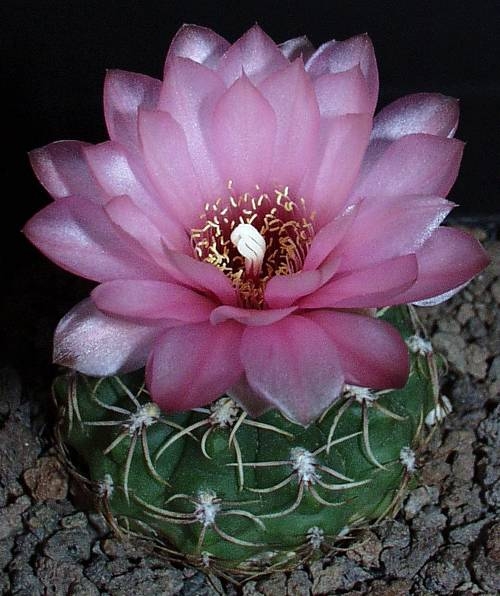 Gymnocalycium erinaceum