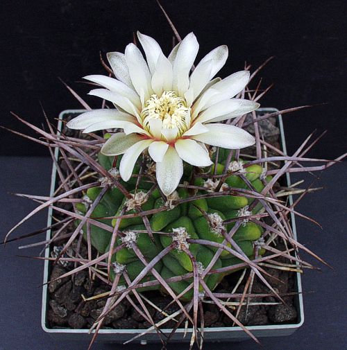 Gymnocalycium intertextum