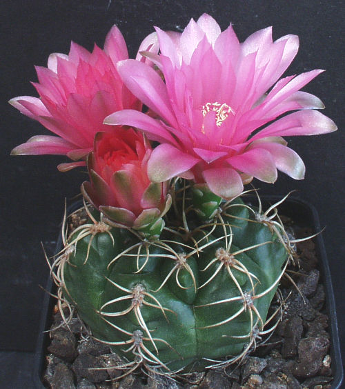 Gymnocalycium Hybride multicostatum