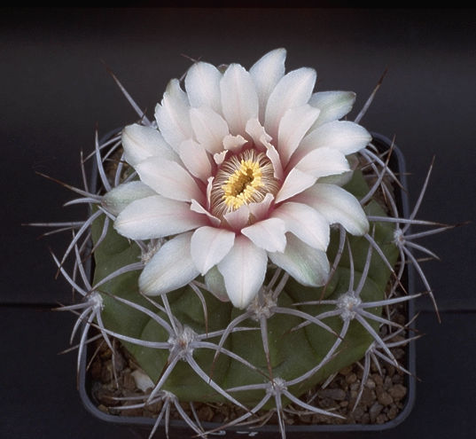 Gymnocalycium kurtzianum