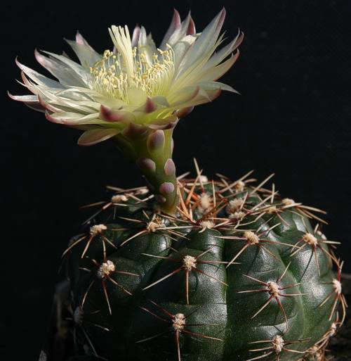 G. melanocarpum PR 1022