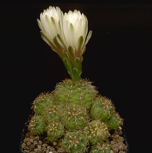 Gymnocalycium mesopotamicum