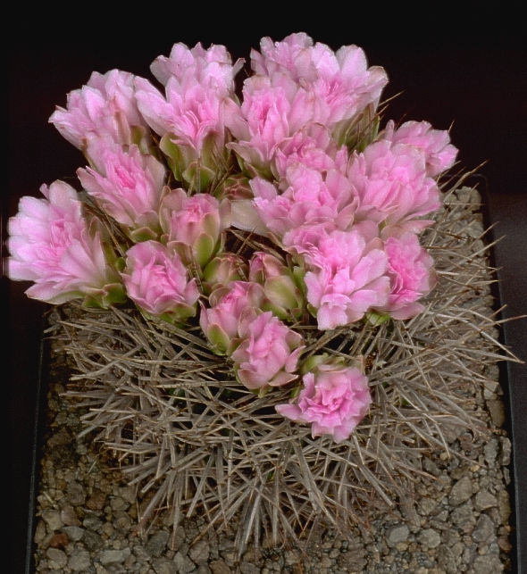 Gymnocalycium monvillei subsp. horridispinum