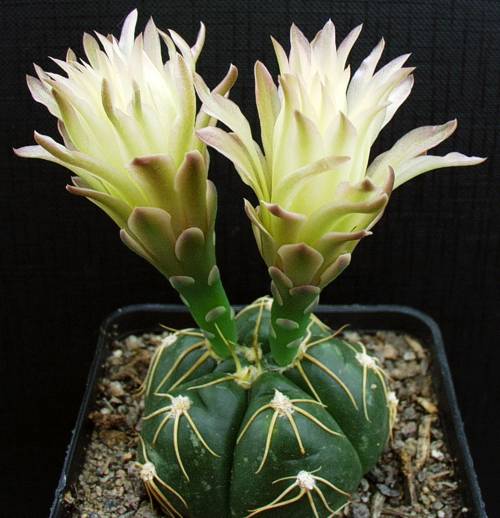 G. denudatum subsp. necopinum Gf 939