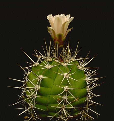 Gymnocalycium paediophilum