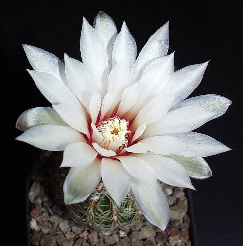 Gymnocalycium papschii STO 521