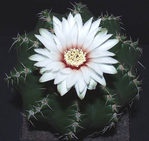 Gymnocalycium paraguayense