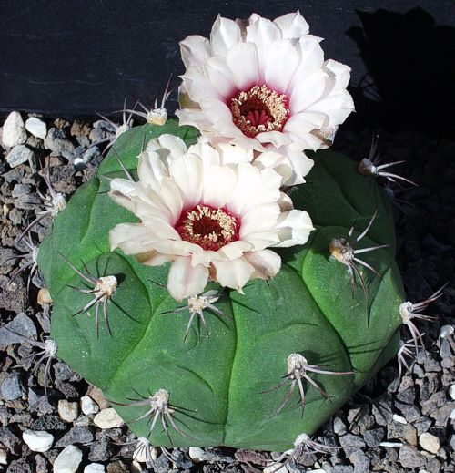 Gymnocalycium pflanzii