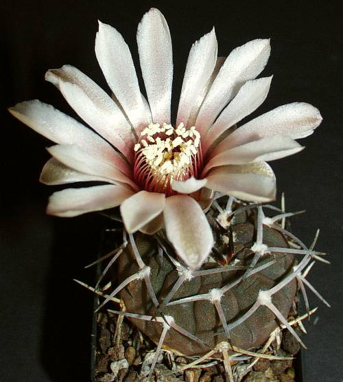 Gymnocalycium piltziorum