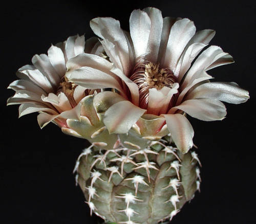 Gymnocalycium prochazkianum STO 1581