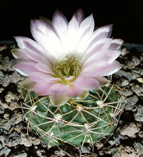 Gymnocalycium rauschii HT 408