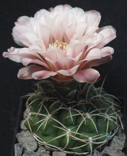 Gymnocalycium ritterianum