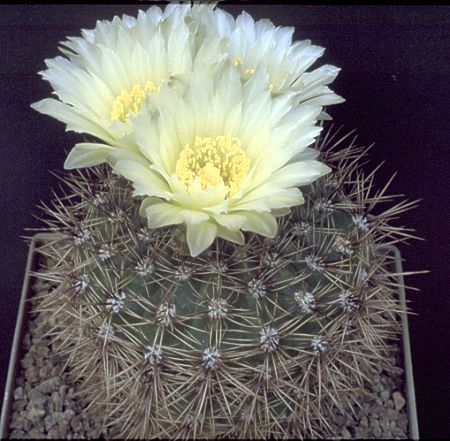 Gymnocalycium schatzlianum