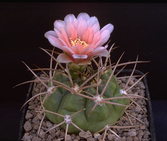 Gymnocalycium schuetzianum