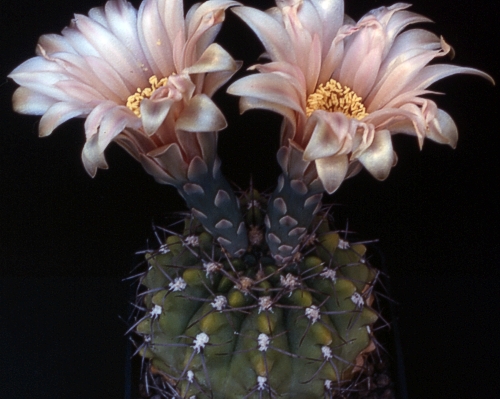 Gymnocalycium stuckertii P 106 (sensu Kiesling)