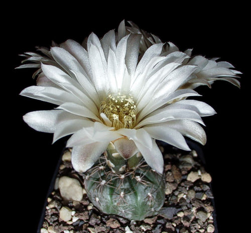 Gymnocalycium taningaense P 212