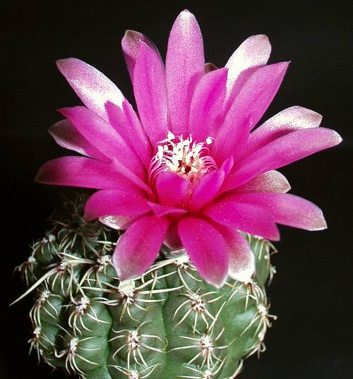 Gymnocalycium terweemeanum