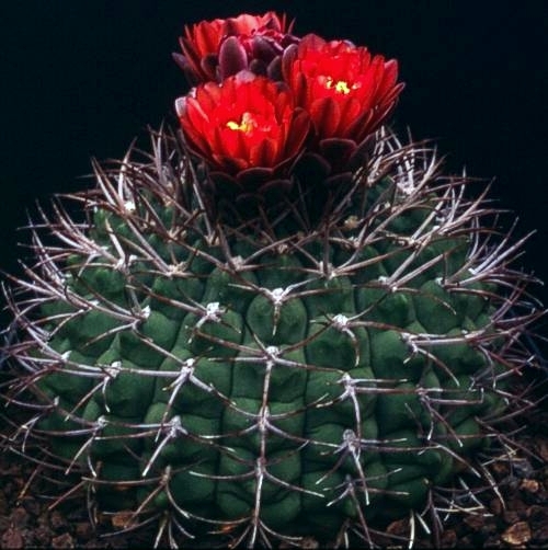 Gymnocalycium tillianum