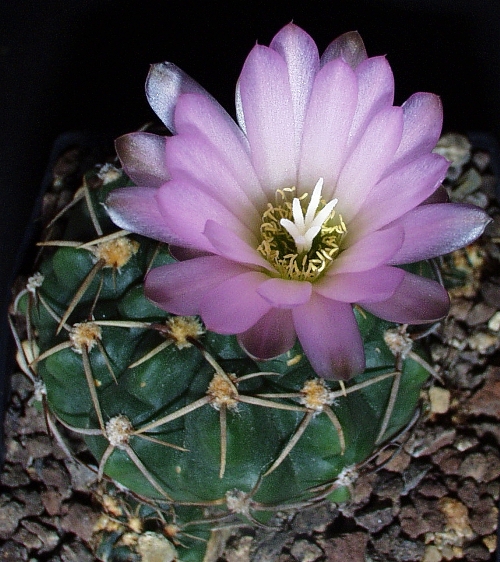 Gymnocalycium uruguayense fa. roseiflorum