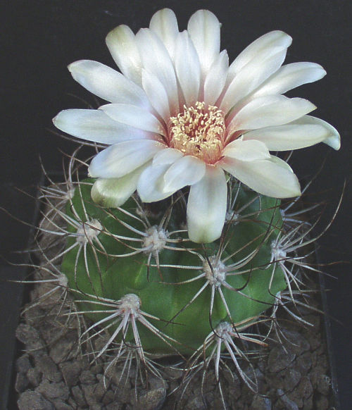 Gymnocalycium valnicekianum MN 73