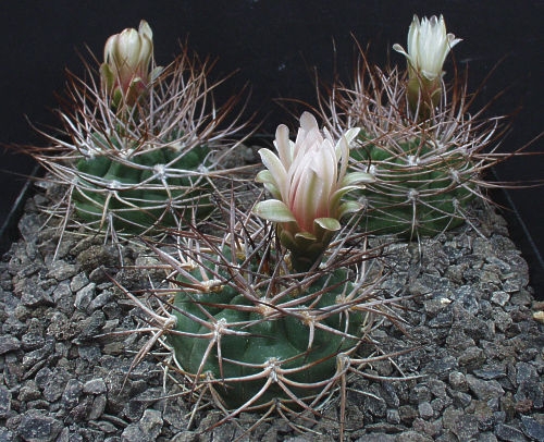 Gymnocalycium weissianum