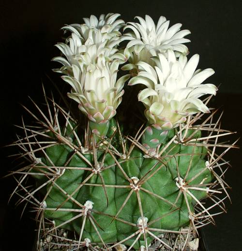 Gymnocalycium matoense