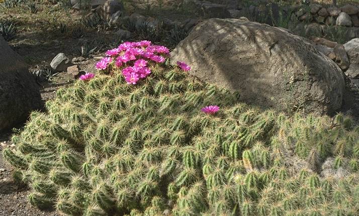 Cactumaldea in Cran Canaria