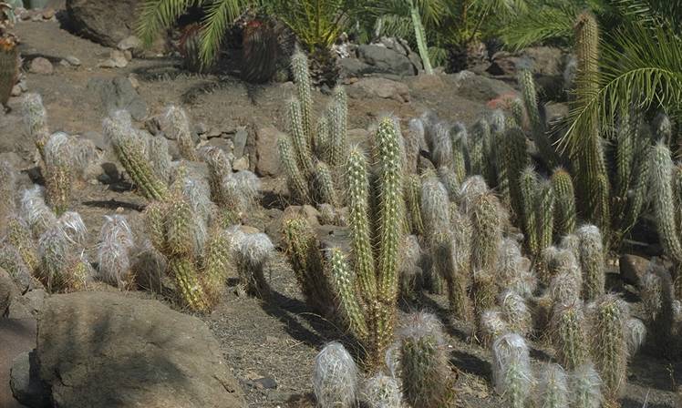 Cactumaldea in Cran Canaria